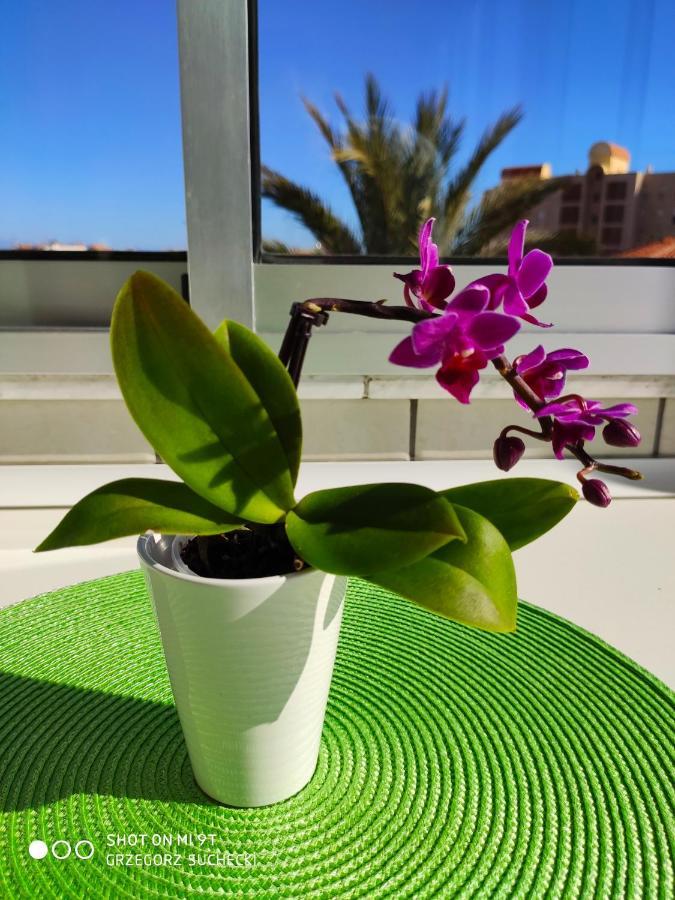 Appartamento Los Europeos La Mata  Esterno foto